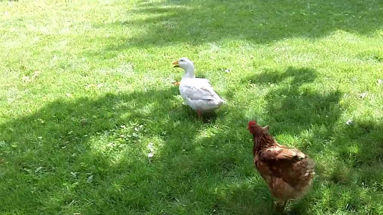 miltontpike1 Some Birds