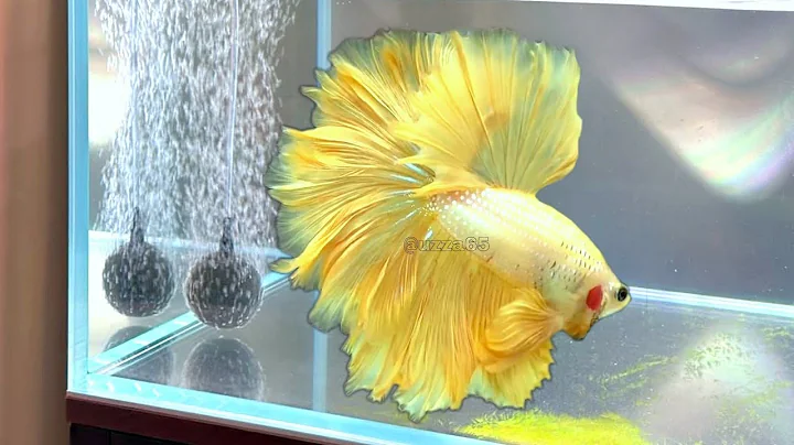 Watch the video about Amazing Collection of colorful Siamese fighting fish. Mixed beautiful betta 01