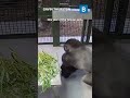 There's a new gorilla at Bristol Zoo Project 🦍