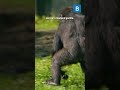 There's a new gorilla at Bristol Zoo Project 🦍