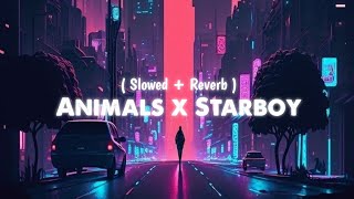 Animals x Starboy // Slowed + Reverb // Trending Viral Reels Song Resimi