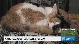 National “Adopt a Shelter Pet” Day highlights rescue animals and pet adoptions nationwide
