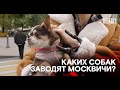 Собак каких пород заводят москвичи