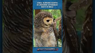 VIRAL Burung Hantu Dilindungi Ditembak Mati di Belu, Polisi Proses Hukum Pelaku