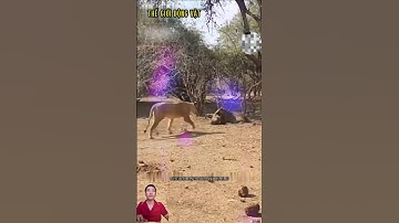 Lợn rừng bị báo hoa tóm may mắn được sư tử cứu. #shortvideo #shorts  #thegioidongvat.