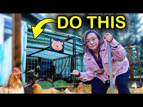 One Simple Thing Helps Chickens So Much In Winter (no Electricity Needed!)
