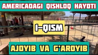 Bu ajoyib videoni…