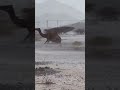 Rain In Camel 