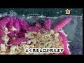 釣りエサの「赤いウジ虫」を放置したらヤバイ（白サシも赤サシも 羽化するとこうなる）Creepy Red Worms is Transformed into Flies