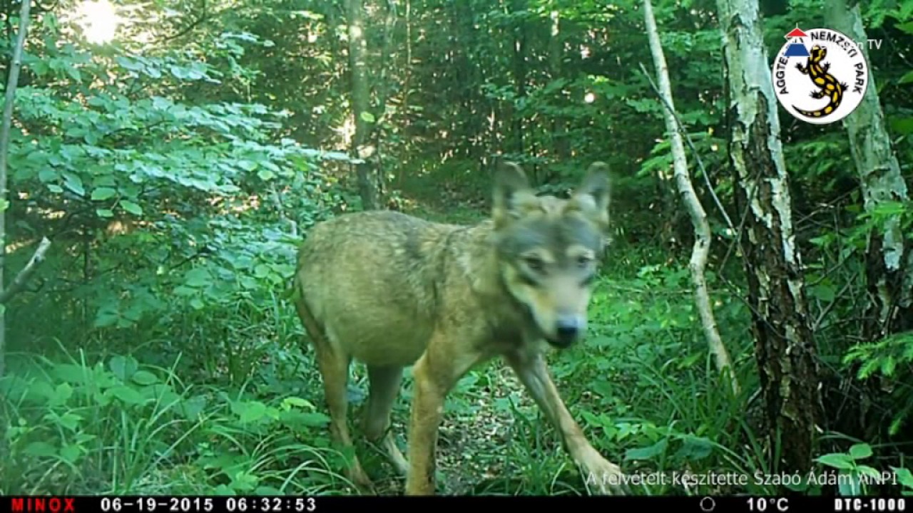 Farkasok Zemplénben