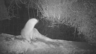 Otters taken with a Bushnell Trophy Cam 720P