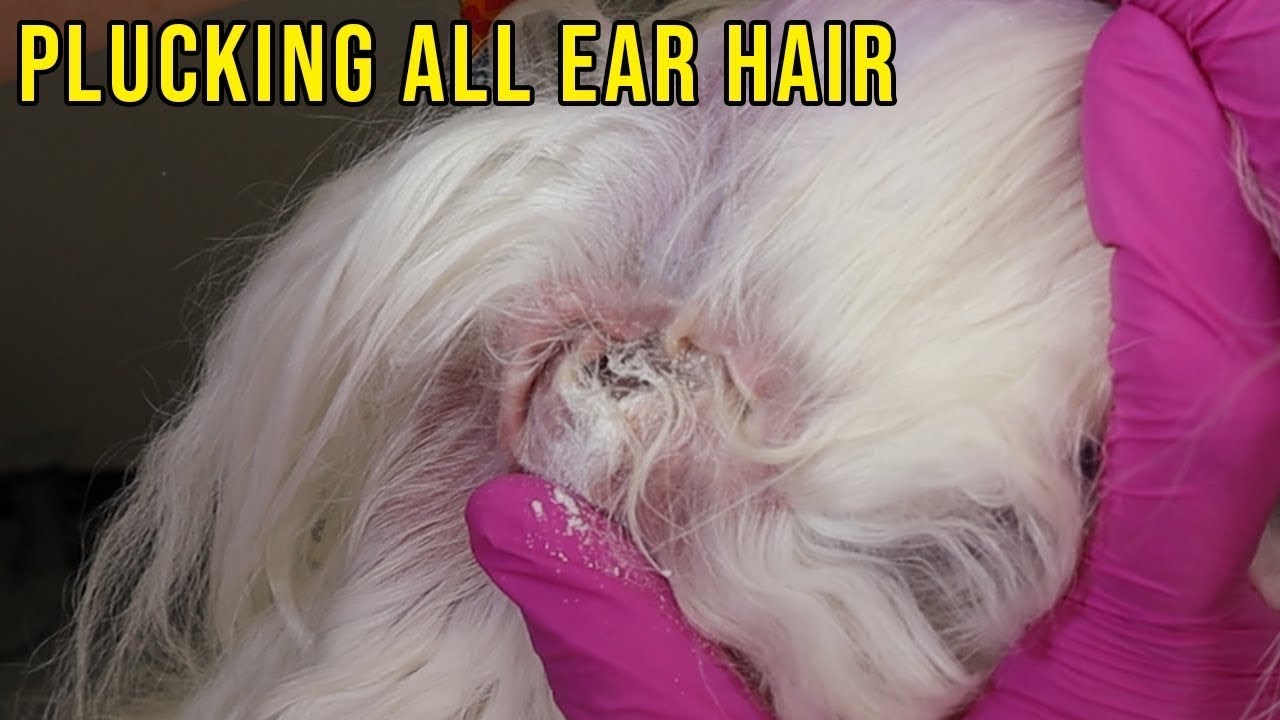 Maltese Dog ear Plucking mobile pet grooming service MUMgroom