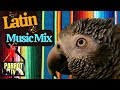 Latin music mix for birds  feel good music for your bird room  parrot town comfort bird tv 