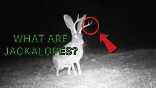 What are Jackalopes?  |  Creature Feature Episode 1