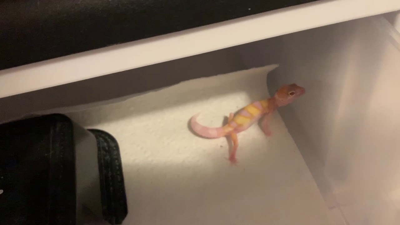W&Y Raptor Leopard Gecko For Sale