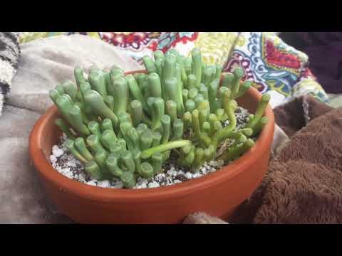 Vidéo: Fenestraria Baby Toes - Informations sur le soin des plantes Baby Toes