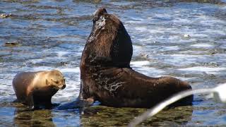 Lobos Marinos en Argentina. Sea lions in Argentina.