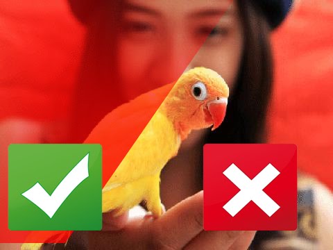 gregory and the hawk The 8 Most Popular Pet Birds