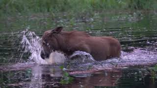 Купание Лесного Коня. Bathing A Forest Horse.