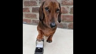 Π²ΠΈΠ΄Π΅ΠΎ: πΊ ΠΡΠ΅Π΄Π»Π°Π³Π°Ρ Π»Π°ΠΏΡ ΠΈ ΡΠ΅ΡΠ΄ΡΠ΅! π Π‘ΠΌΠ΅ΡΠ½ΠΎΠ΅ Π²ΠΈΠ΄Π΅ΠΎ Ρ ΡΠΎΠ±Π°ΠΊΠ°ΠΌΠΈ ΠΈ ΠΊΠΎΡΠΊΠ°ΠΌΠΈ! πΈ ΠΊΠ°ΡΡΠΈΠ½ΠΊΠ°: πΊ ΠΡΠ΅Π΄Π»Π°Π³Π°Ρ Π»Π°ΠΏΡ ΠΈ ΡΠ΅ΡΠ΄ΡΠ΅! π Π‘ΠΌΠ΅ΡΠ½ΠΎΠ΅ Π²ΠΈΠ΄Π΅ΠΎ Ρ ΡΠΎΠ±Π°ΠΊΠ°ΠΌΠΈ ΠΈ ΠΊΠΎΡΠΊΠ°ΠΌΠΈ! πΈ