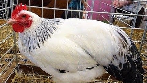 Curse Of The Ancients