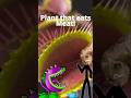 This Plant Hunts Its Food 🌱🪰