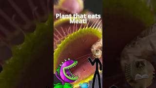 This Plant Hunts Its Food 🌱🪰