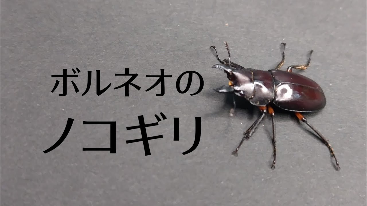 【クワガタレビュー】オーウェンノコギリ(亜種フェモラトゥス) 編 #Prosopocoilus oweni femoratus