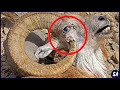 10 Animales Que Se Matan Por Accidente