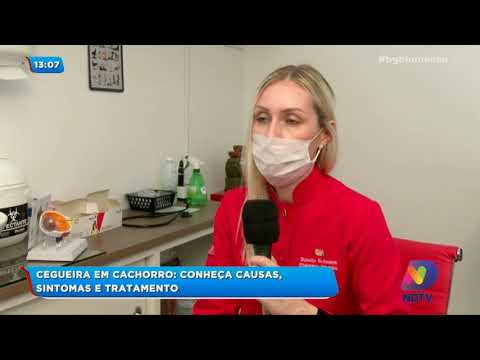 Vídeo: Esta condição genética pode levar a problemas de pele e cegueira em huskies