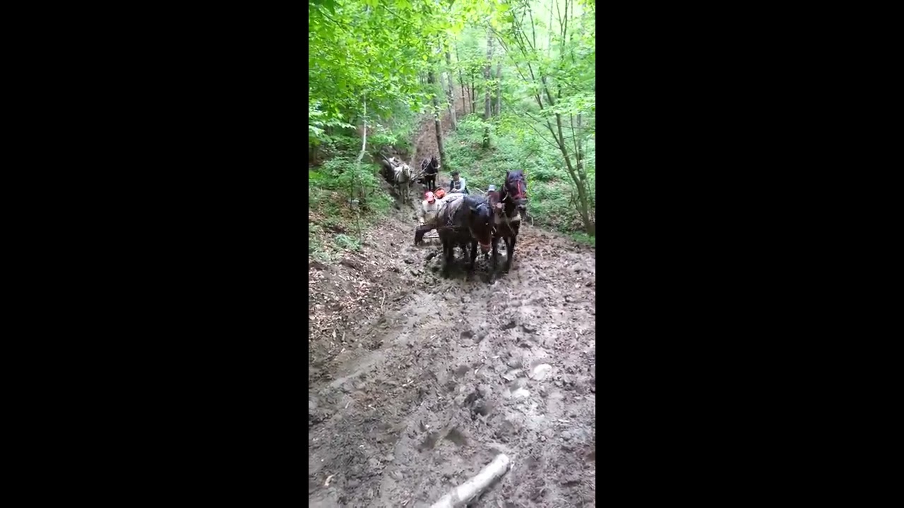 probe cai izvoarele cai lu facatet