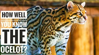 Ocelot || Description, Characteristics and Facts!