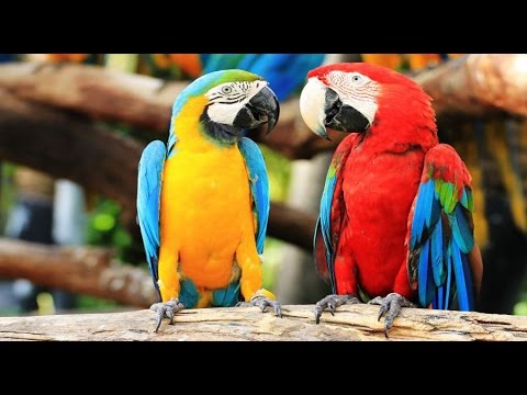 Gambar Burung Macaw Merah Gambar Burung Macaw Merah