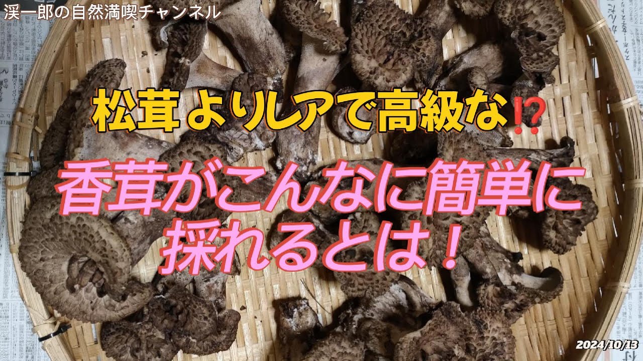 マツタケよりレアで旨い高級きのこをお散歩感覚で収穫してしまった。