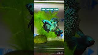 Download Lagu ALIEN HALFMOON BETTA / made@ Divine Bettas MP3