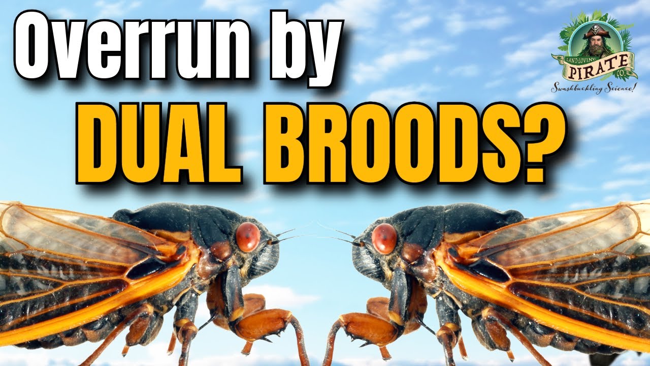 Brood XIII and XIX CICADAS and their impact on PREDATORS