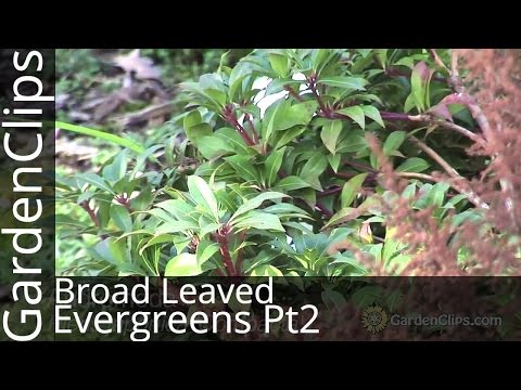 Broadleaved Evergreens Part 2: Cotoneaster, Leucothoe, Kalmia, Daphne!