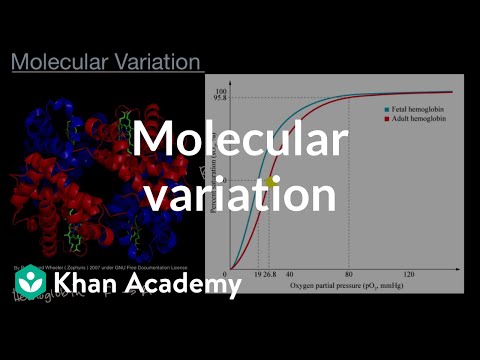 Molecular variation | Cellular energetics | AP Biology | Khan Academy