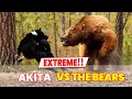 Akita Dog can be A dangerous bear hunting dog!! here is why の動画、YouTube動画。