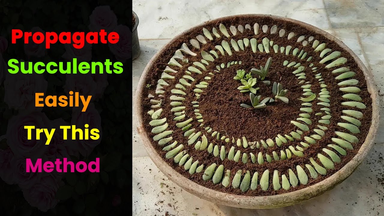 How to Propagate Succulents like a Pro - YouTube