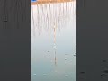 #fishing