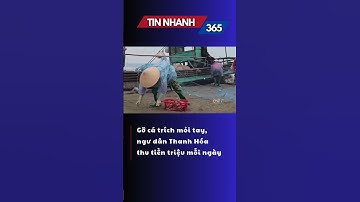 Gỡ cá trích mỏi tay, ngư dân Thanh Hóa thu tiền triệu mỗi ngày  #qrt #quangnam #shorts