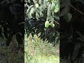 Live highlight