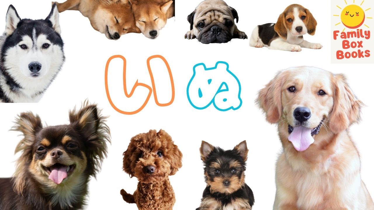 いぬのなかま 🐕｜いろんな犬をみてみよう