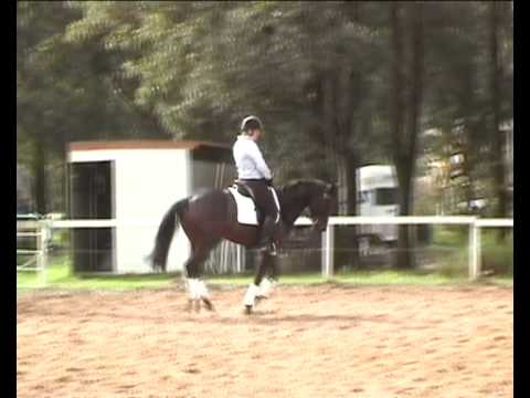 Dalwin Apollo/Dalwin Park Warmbloods/Steph...  Forster