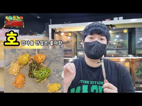 <strong>파충류샵</strong> 사장님들이 좋아하는 개구리 BEST9
