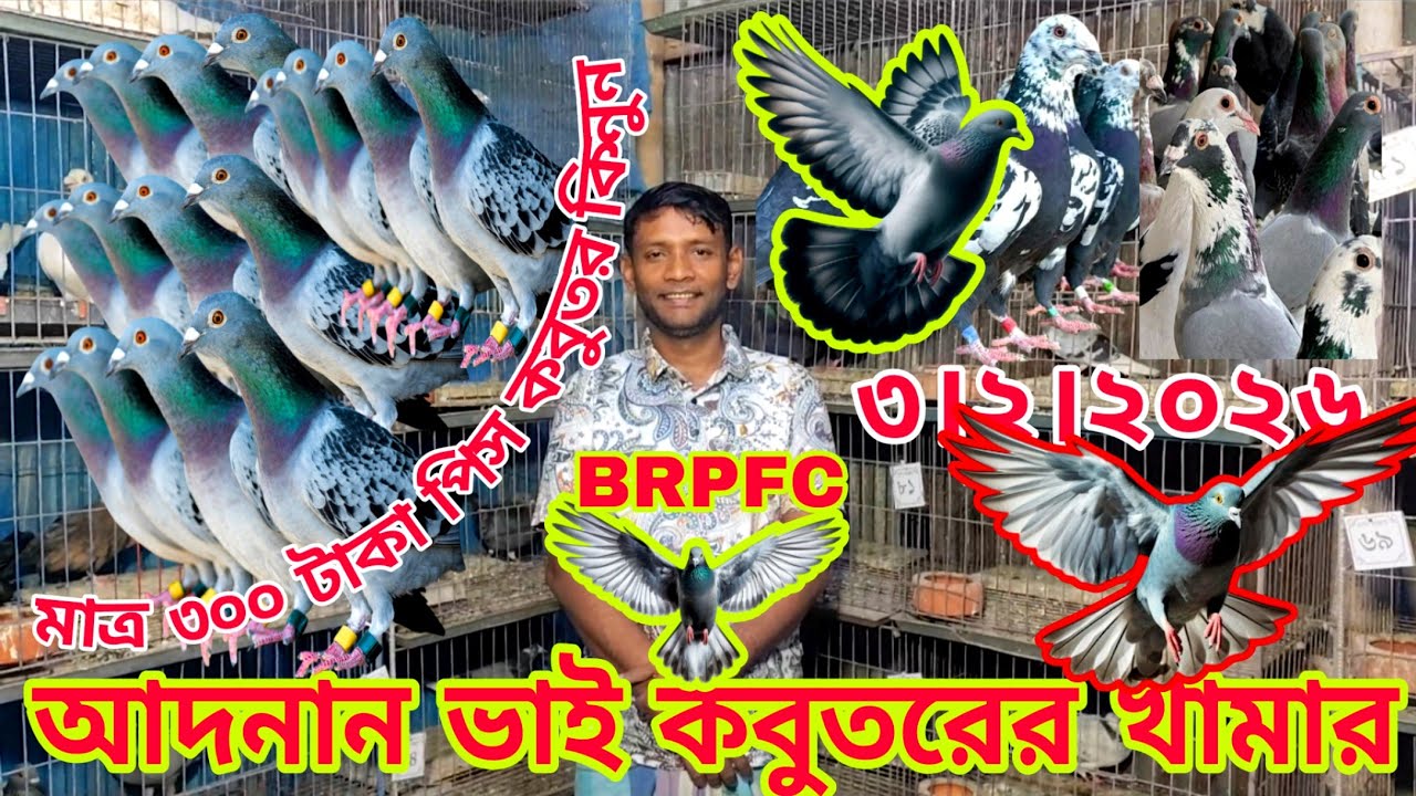 মাত্র ২৫০ টাকা পিস কবুতর কিনুন।। মাত্র ৩০০ টাকা পিস কবুতর কিনুন BRPFC ৩।২।২০২৬