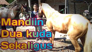 Si Ridho mandiin kuda kesayangannya | Vlog Banyakan