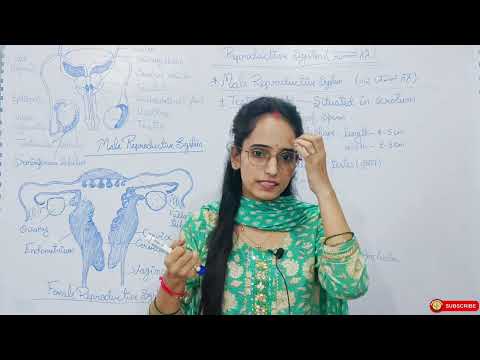  Male Reproductive System Full Chapter