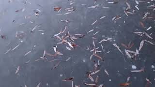 видео: Изба. Рыбалка. Закрытие навигации 2025 года. картинка: Изба. Рыбалка. Закрытие навигации 2025 года.